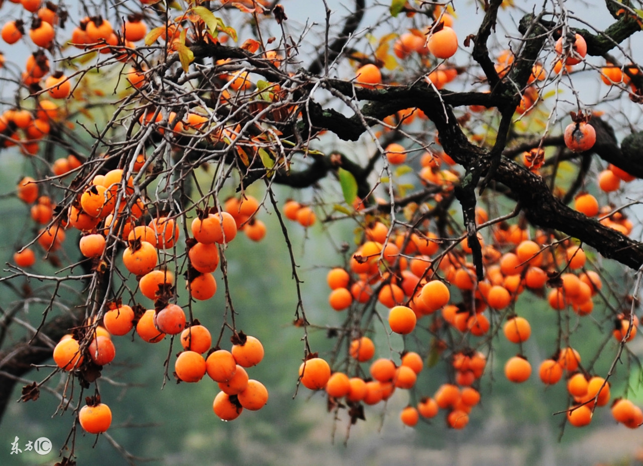 磨盘柿子储藏与保鲜技术,脆柿子生产技术