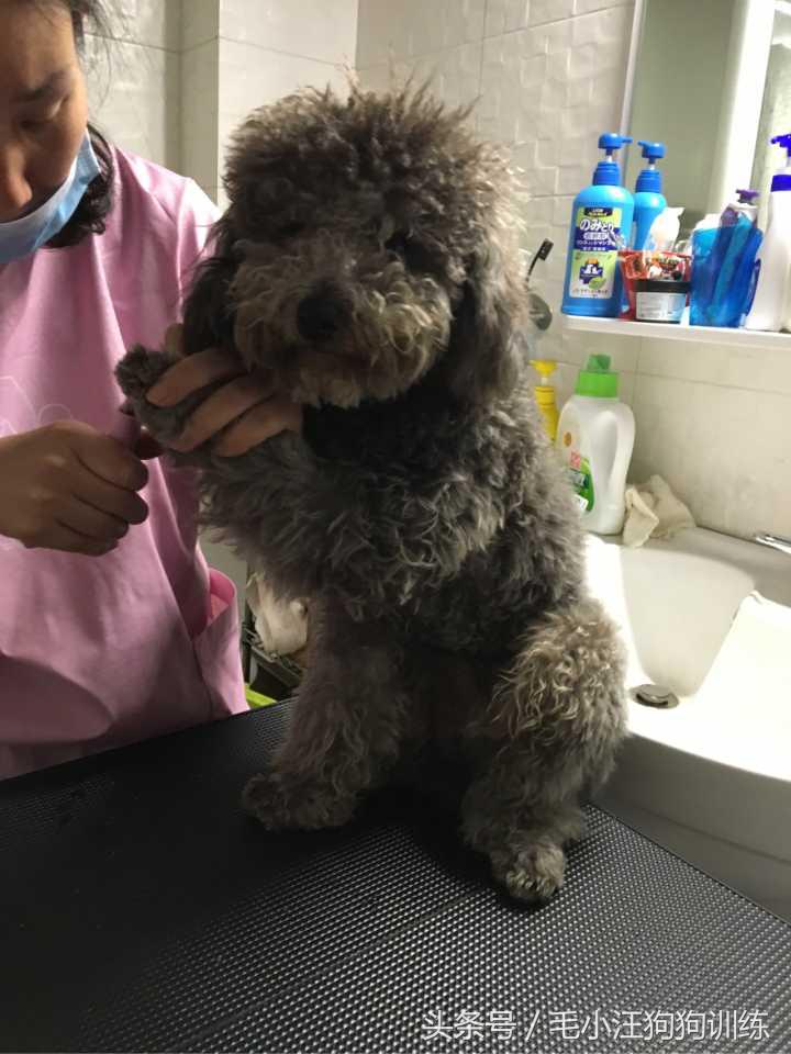 泰迪拉直后还会卷吗,把泰迪的毛拉直了还能卷起来吗