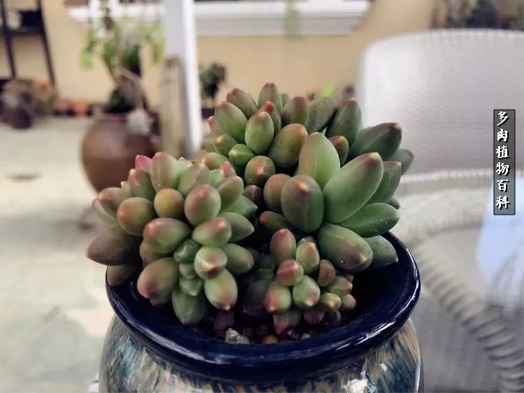 阳光的多肉花园,漂亮的多肉露台花园