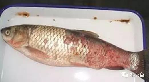 鱼类生病症状图片,天气热鱼塘死鱼是什么原因造成的