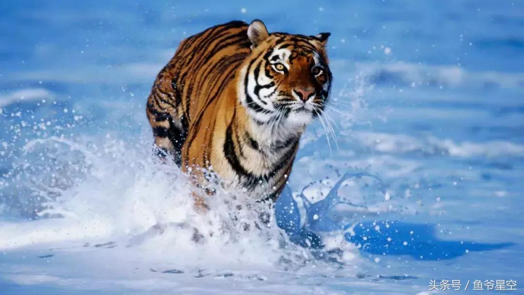 2018生肖虎运势和财运,2018年生肖虎全年运势详解