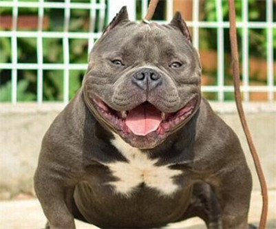 恶霸犬的优点与缺点巨型,恶霸犬优点及性格