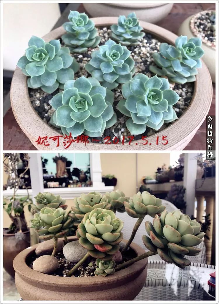 阳光的多肉花园,漂亮的多肉露台花园