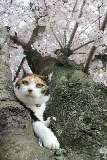 日本人有多恨猫（Excuseme？）