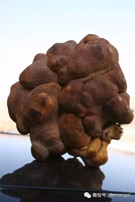 蒙古阿拉善肉苁蓉,阿拉善苁蓉生长在哪儿