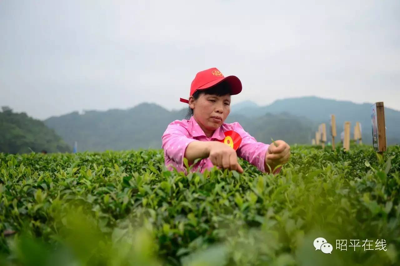 昭平茶农采茶,茶农采摘云雾茶