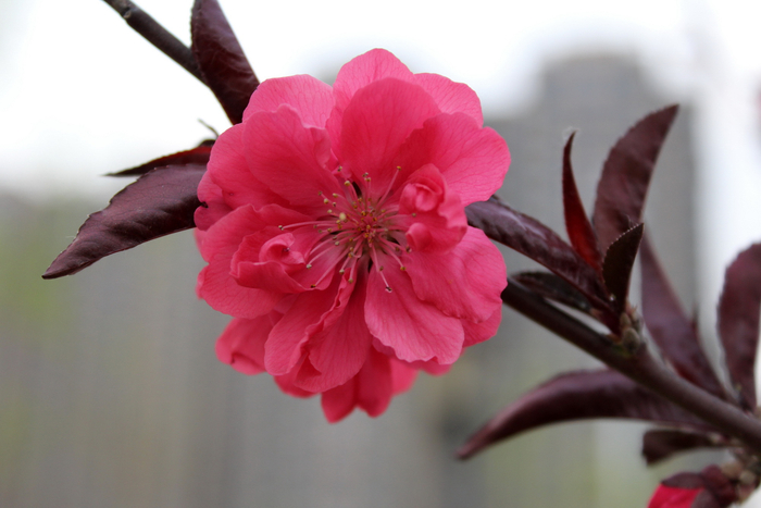 佳能入门单反eos1000,佳能入门级eos100