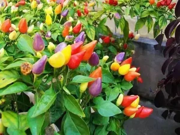 有什么比较特殊也比较好看的鲜花,什么鲜花比较有特色又好看