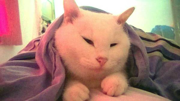 沉浸式养猫体验,养猫是一种什么体验