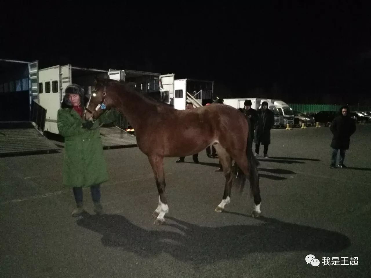 「多图」听说张总买的一飞机爱尔兰纯血马到首都机场了，我们去看了看