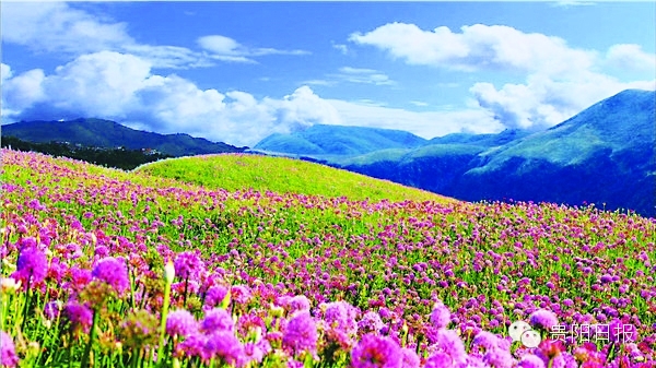 最美贵州花海杜鹃花,贵阳百里杜鹃花海