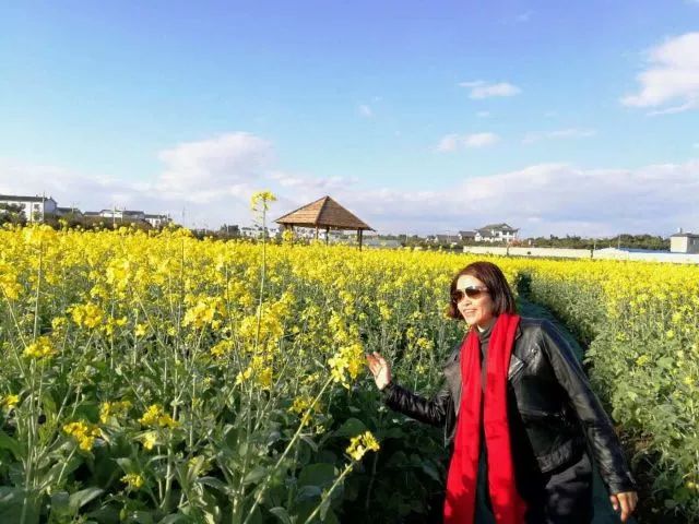 蒙自尼苏小镇油菜花,蒙自油菜花在尼苏小镇哪里