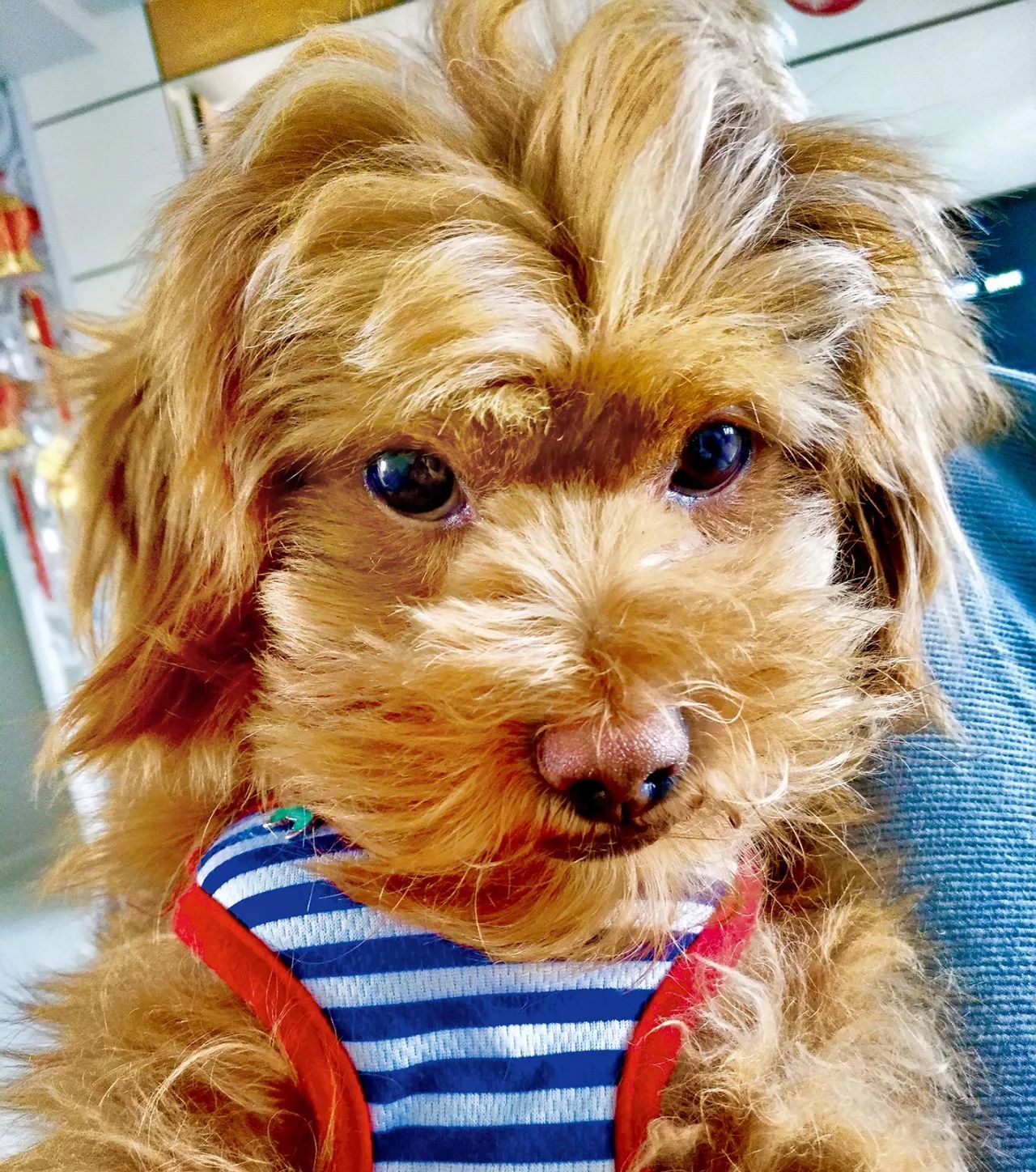 狗狗可爱场面,狗狗有趣集锦视频大全