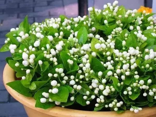 最好看的十种鲜花,小众又好看的鲜花