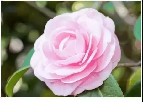 紫溪山茶花观赏时间,云南楚雄紫溪山茶花