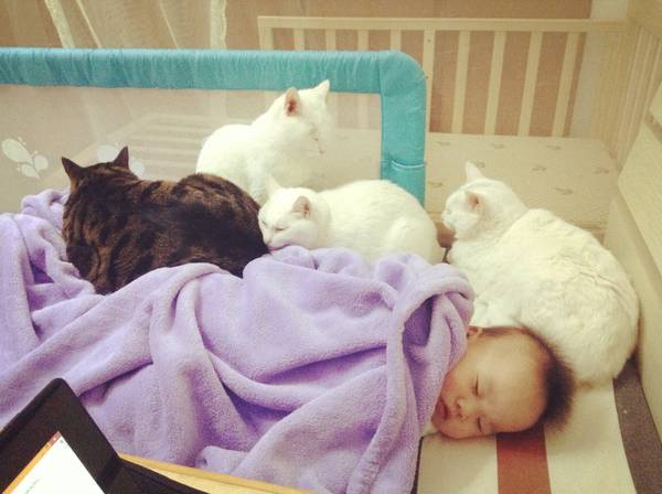 沉浸式养猫体验,养猫是一种什么体验