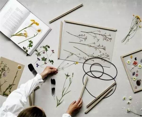 自己在家怎么做植物标本 (秋天如何做植物标本)