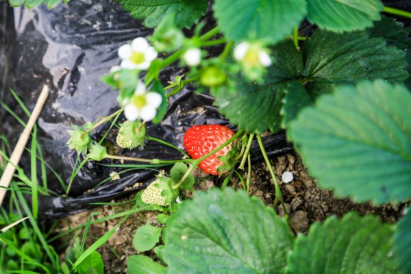 只有一亩地的农场,草莓种植基地采摘园