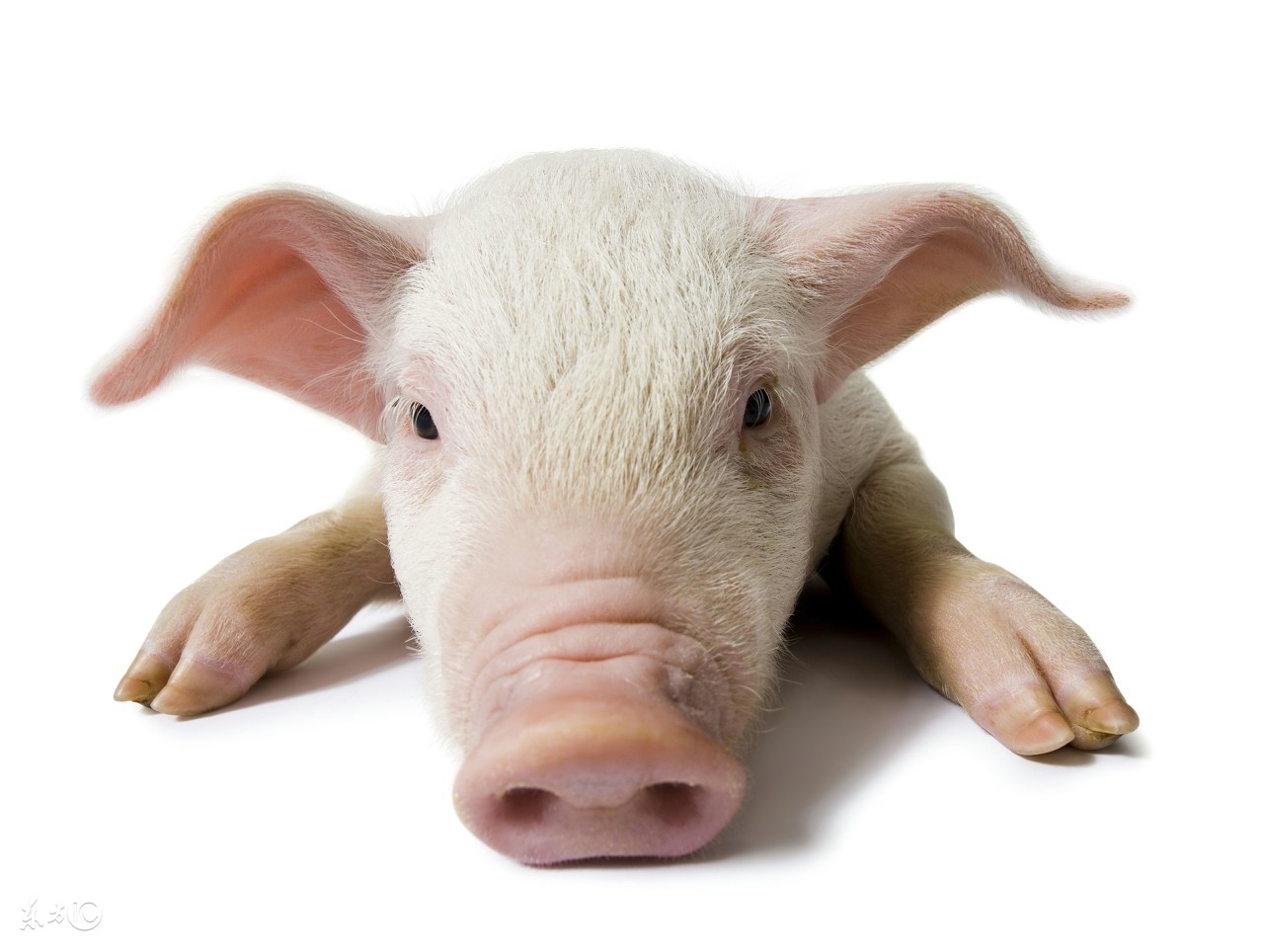 猪有呕吐拉稀是怎么回事,猪反复呕吐可以这样解决