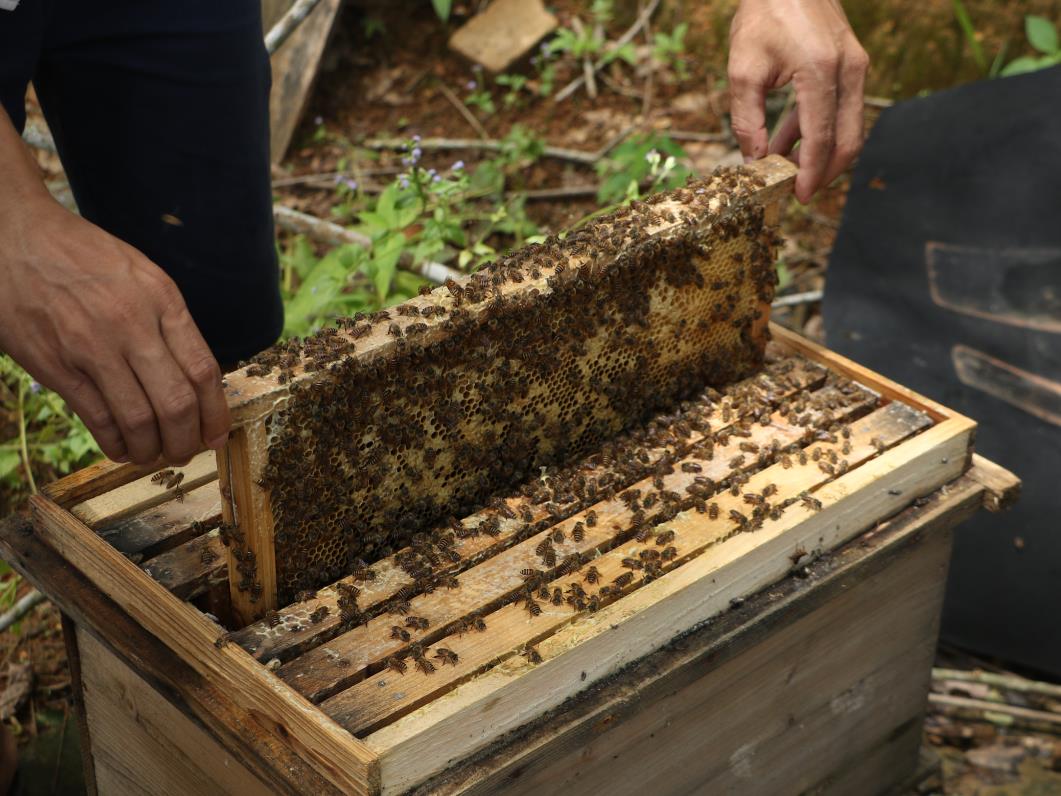 走进育才|被称为“三亚之肺”森林面积覆盖率高达69.53%有五脚猪等美食浓郁黎苗风情