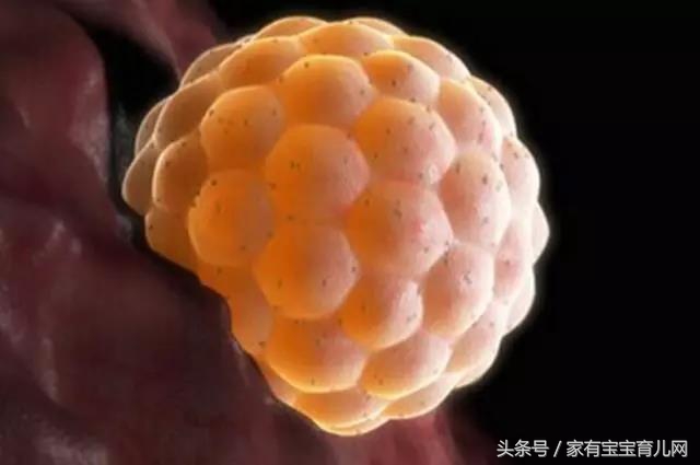 备孕请注意,备孕中如果怀上了有什么反应