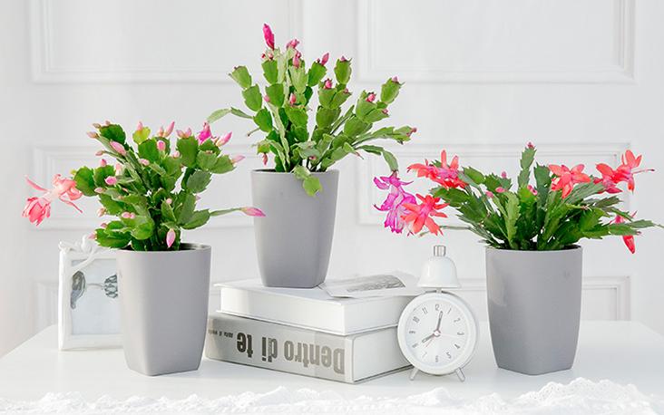 嫁接的蟹爪兰怎么养才能更旺盛 (蟹爪兰风水上养在阳台还是客厅好)