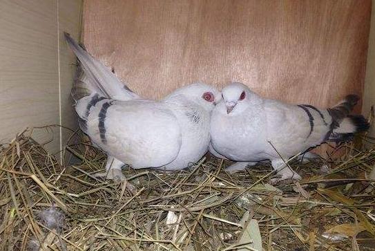 新手养观赏鸽哪个品种比较好,观赏鸽养哪个品种最好