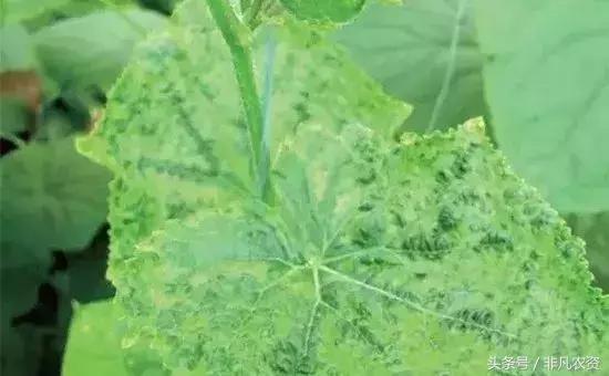 不管是浇水施肥打药都能轻松搞定,什么药缓解肥害最快