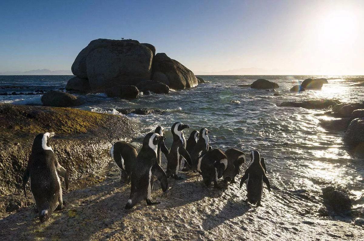 南非线路攻略｜与鲨共舞、沙漠开花、隔海观鲸，你了解非洲吗？