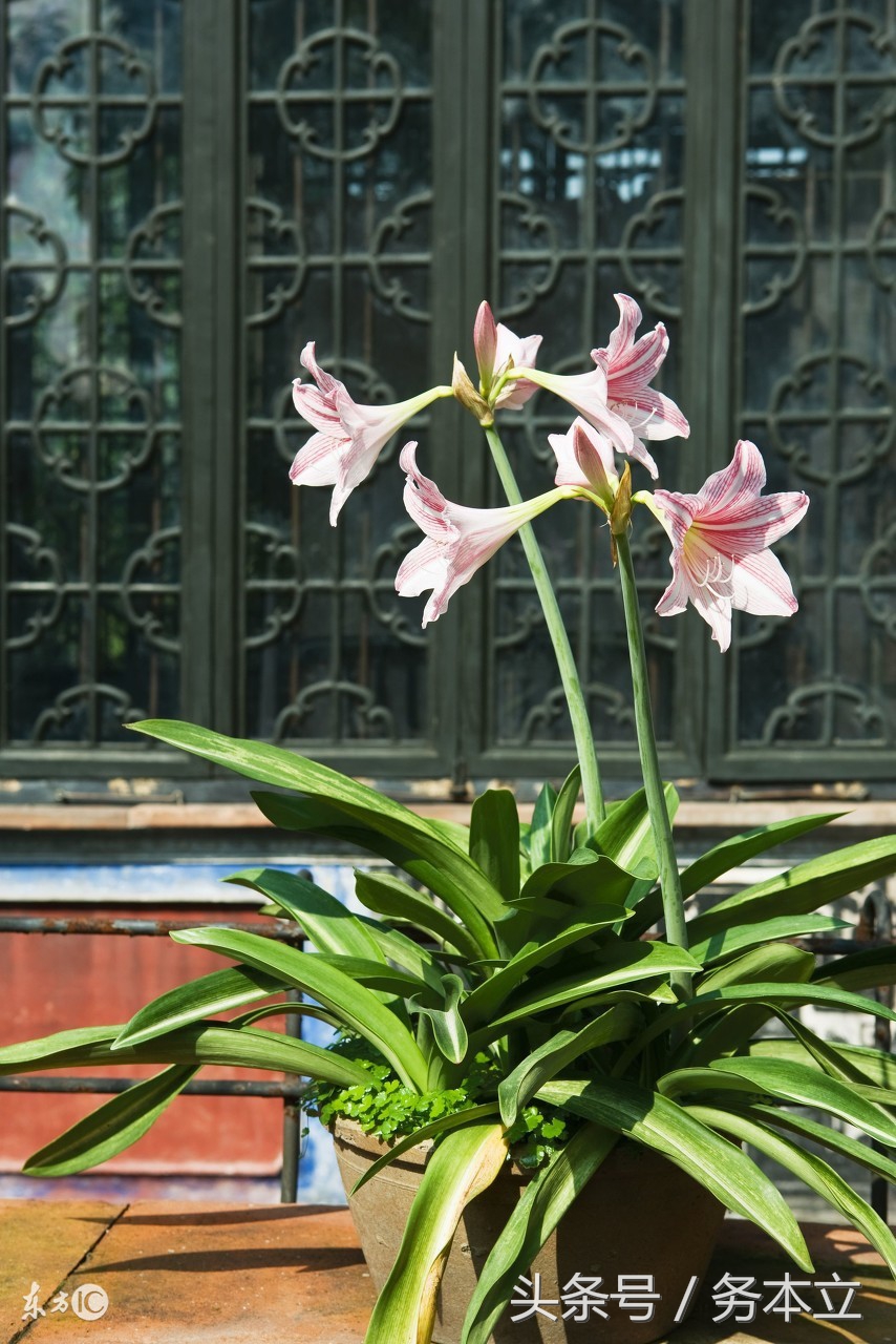 香水百合种球无芽怎么办,香水百合一个种球长多芽能开花吗