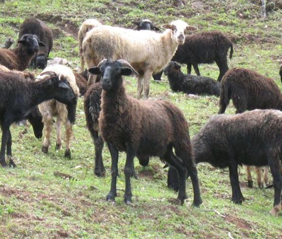 阿拉善盟白山羊羊苗,延安乌骨羊养殖