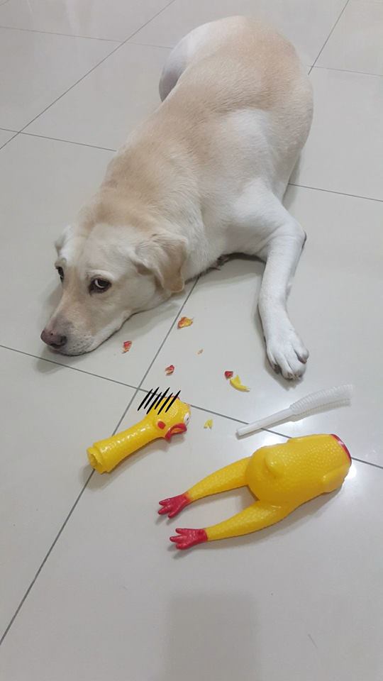 狗狗最喜欢玩的玩具是什么,狗狗必备的5种玩具