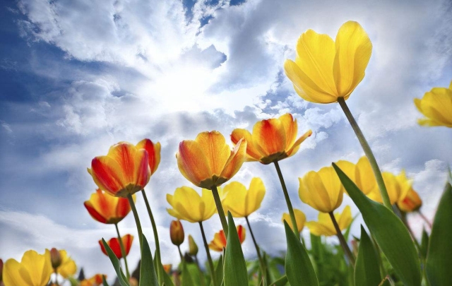 郁金香｜它曾经倾国倾城，如今却“剁手”可得