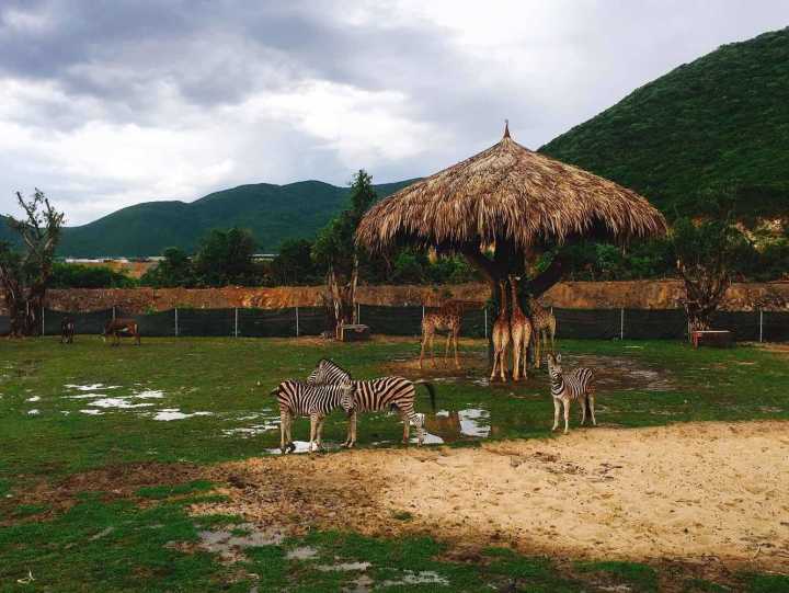 芽庄珍珠岛游乐园刺激项目,芽庄珍珠岛乐园