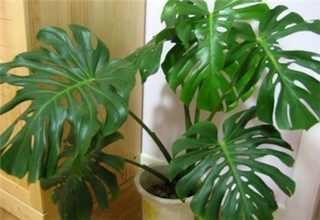 小孩贪玩吃了这个叶子口吐白沫，你家里可能也有！