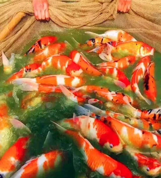 锦鲤从孵化到成长全过程,锦鲤甩籽自己可以孵化吗