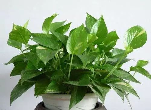 小孩贪玩吃了这个叶子口吐白沫，你家里可能也有！