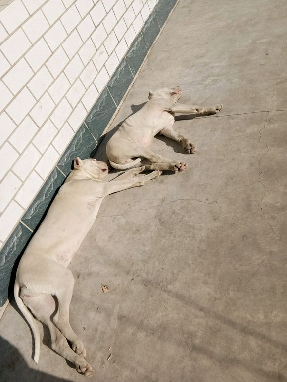 你们一天除了吃就是睡，还能有点别的娱乐项目吗么——杜高吧