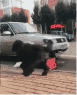 OhMy嘎噔，荷兰猪竟然吃屎，三观毁尽