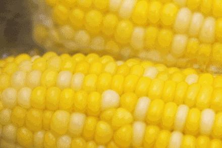 云南爆浆冰糖牛奶玉米,云南爆浆牛奶水果玉米