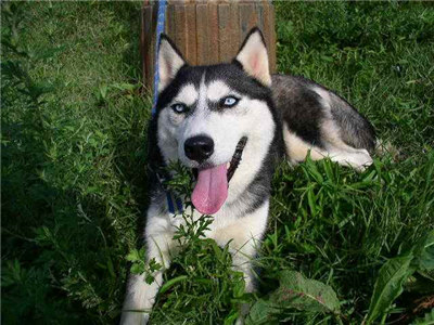 哈士奇怎么养才能养得很听话,哈士奇怎么养它才听话呢