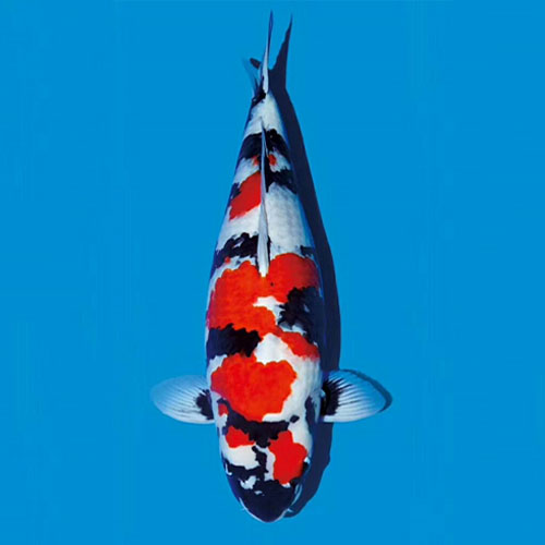 水池底绿藻,池底黑藻怎么除