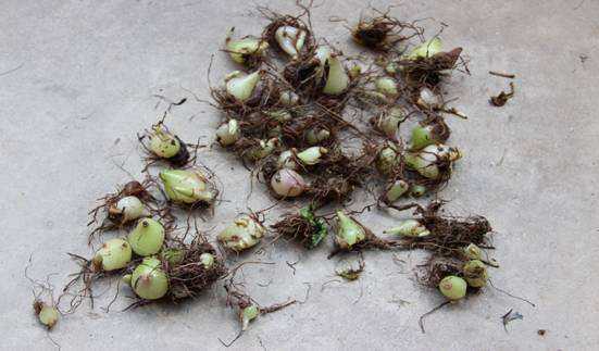 这几年农村种植什么东西最有前途,农村目前最有前景的种植作物