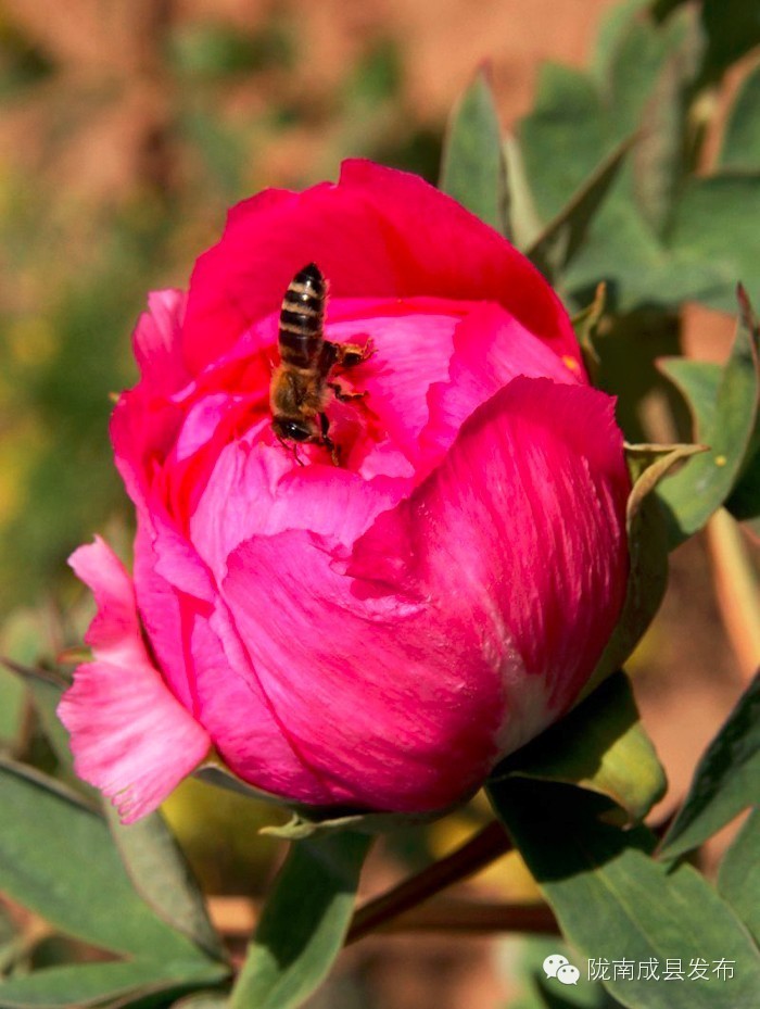 成县二郎牡丹花开,陇南成县花开