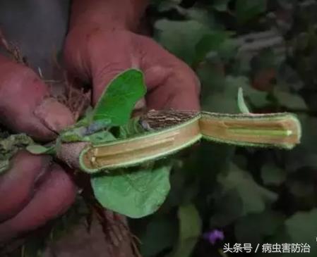 茄子黄萎病症状与治疗,茄子黄萎病乙酸铜治疗效果怎么样