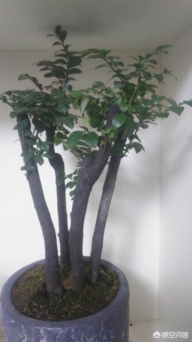 人参榕盆景为何冬季会落叶,人参小叶榕怎么养