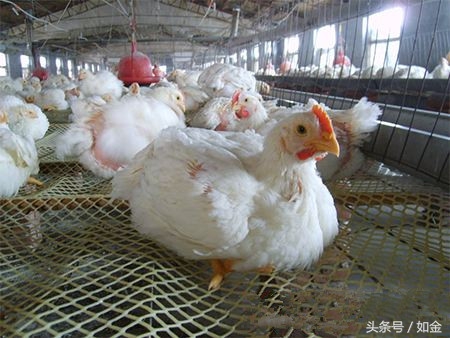 养殖肉鸡要注意哪些事项,养殖肉鸡需要什么手续