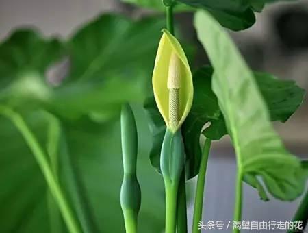 家里盆栽有这几样的赶紧扔掉,盆栽哪些绿植有毒性大