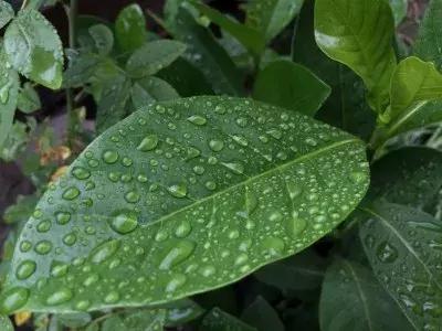 蟹爪兰叶子越来越薄施什么肥,怎样能让花叶子长得好