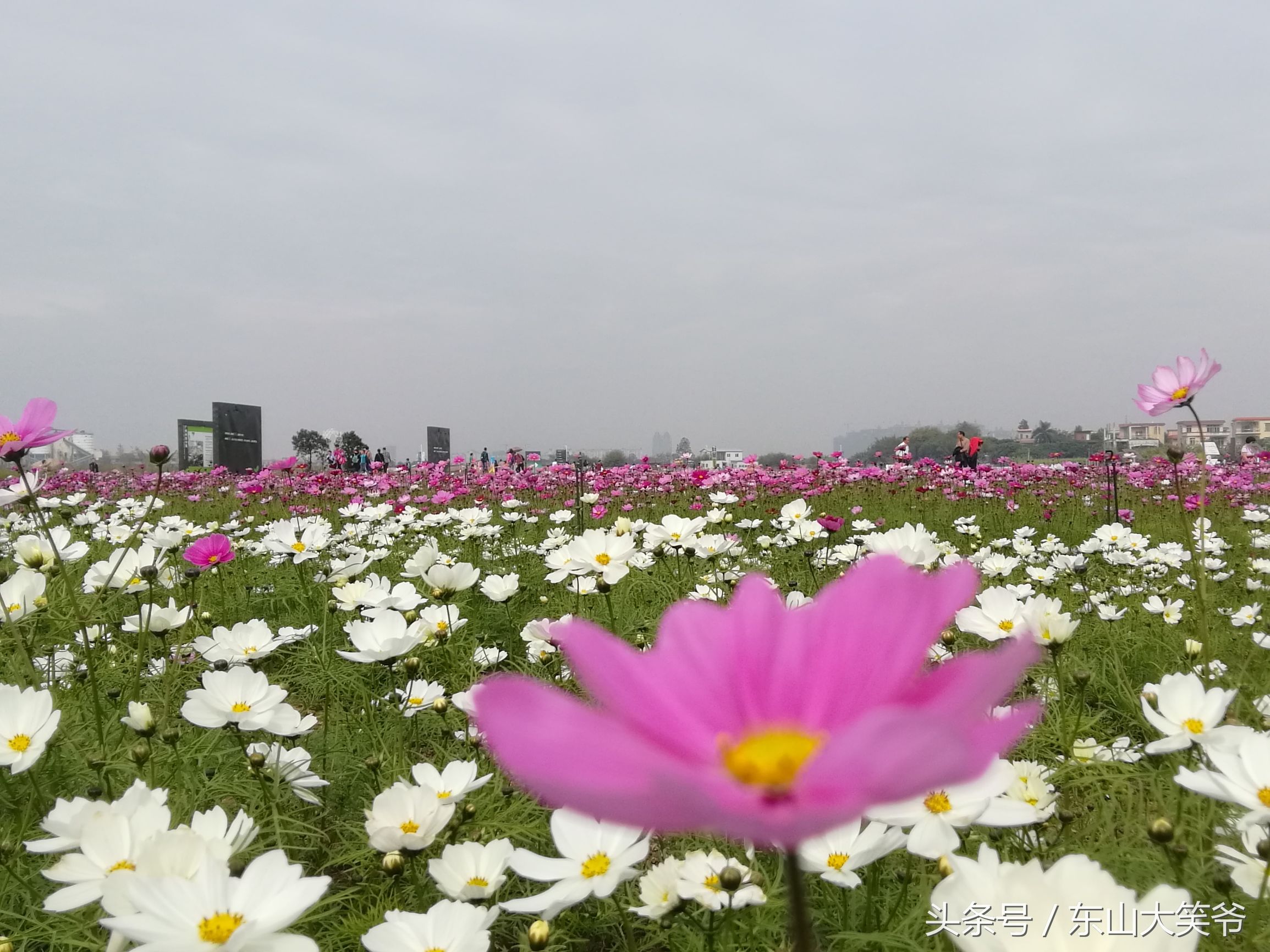 南沙东涌花海,南沙东涌镇风景绝美的地方
